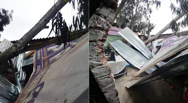 Arbol que derrumbó vivienda precaria en San Martín de Porres Arbol que derrumbó vivienda precaria en San Martín de Porres