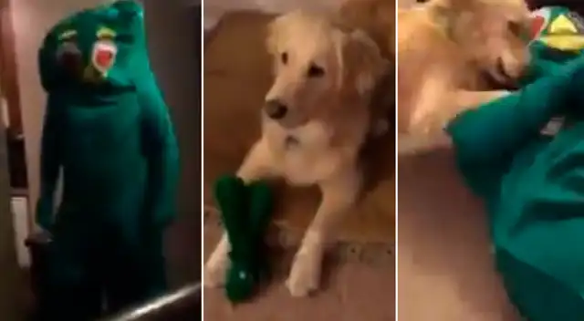 Perrito quedó maravillado por la grata sorpresa de su amo.