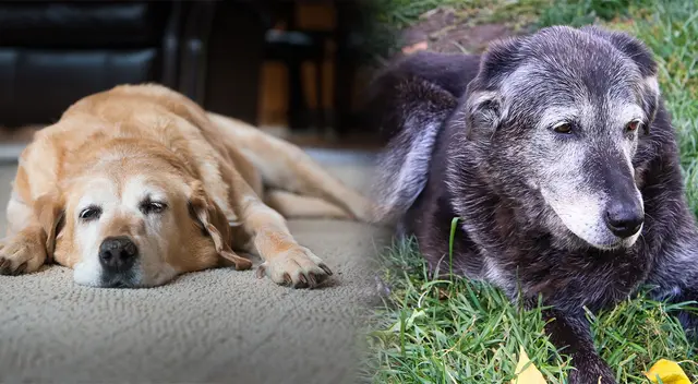 Perro ancianos