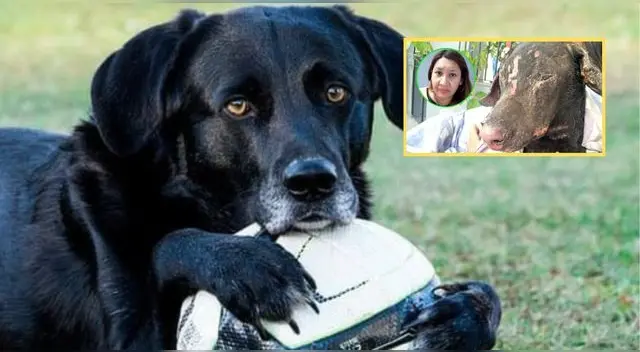 La mujer ató y prendió fuego a la mascota de su expareja como venganza, pero vecinos en Argentina lo ayudaron.