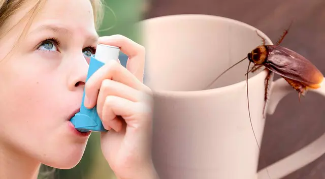 Conoce las enfermedades transmitidas por las cucarachas