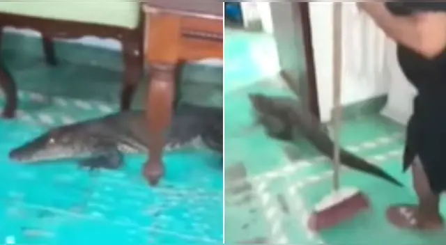 El cocodrilo estaba debajo del mueble y no se quería ir de la casa de la mujer en Tabasco, México.
