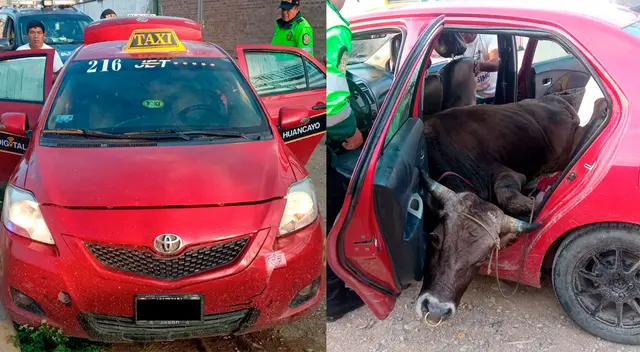 Toro fue llevado a la comisaría y luego entregado a su dueño.