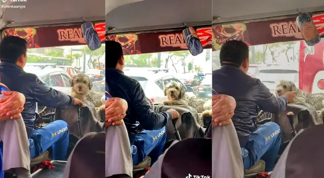 Firulais se acomodó por el tablero del vehículo. Firulais se acomodó por el tablero del vehículo.