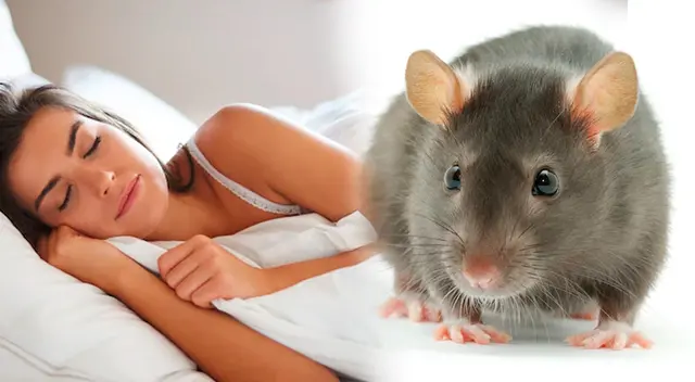 Conoce las interpretaciones sobre el sueño con ratas.