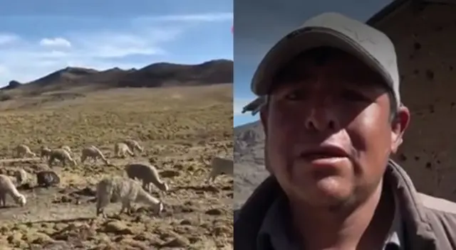 35 alpacas han fallecido en los últimos 45 días en la zona.