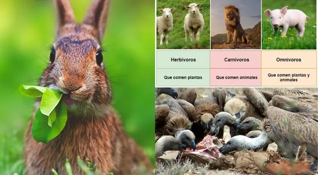 Los seres humanos se encuentran dentro del grupo de los omnívoros.