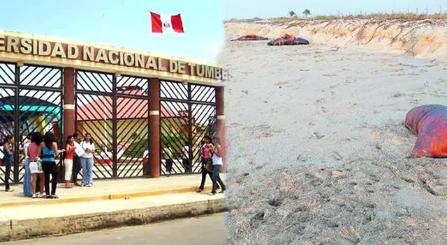 Lobos marinos mueren en playa de Tumbes y autoridades investigan las causas.