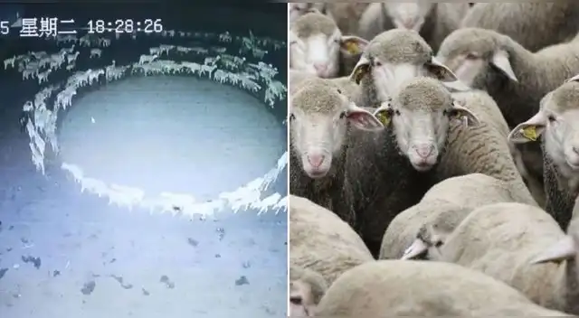 Cientos de ovejas dan vuelta en círculos como si fueran 'zombies' en China y generan pánico. Cientos de ovejas dan vuelta en círculos como si fueran 'zombies' en China y generan pánico.