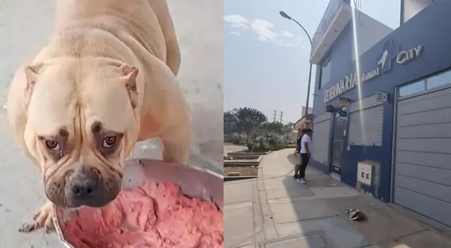 La mascota habría sido llevada a la veterinaria para tomar solo un baño medicado.