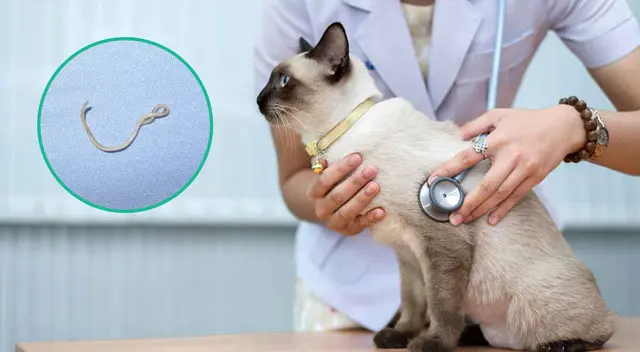 Las larvas del gusano redondo pueden estar en roedores o insectos. Las larvas del gusano redondo pueden estar en roedores o insectos.