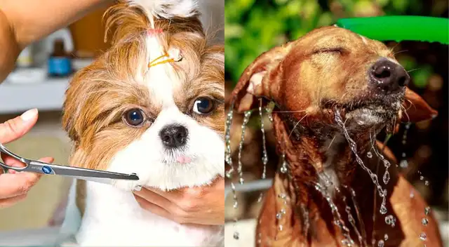 Procura que tenga agua fresca las 24 horas del día. Procura que tenga agua fresca las 24 horas del día.