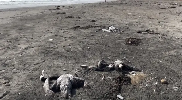 Ministerio Público de Lima investiga muerte de pelícanos en la Playa San Pedro en Lurín