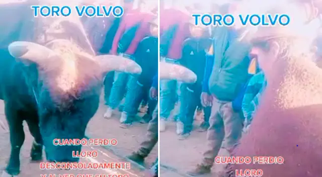 La mujer y el toro protagonizaron un momento especial en TikTo.