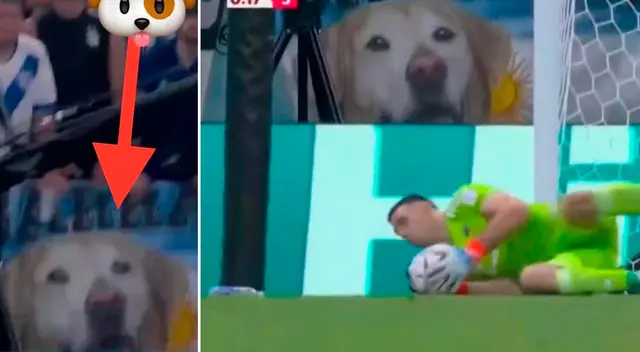 Hincha no se olvida de su mascota fallecida y le hizo una bandera.