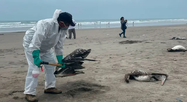 Siguen apareciendo pelícanos muertos en las playas de Lambayeque. Siguen apareciendo pelícanos muertos en las playas de Lambayeque.