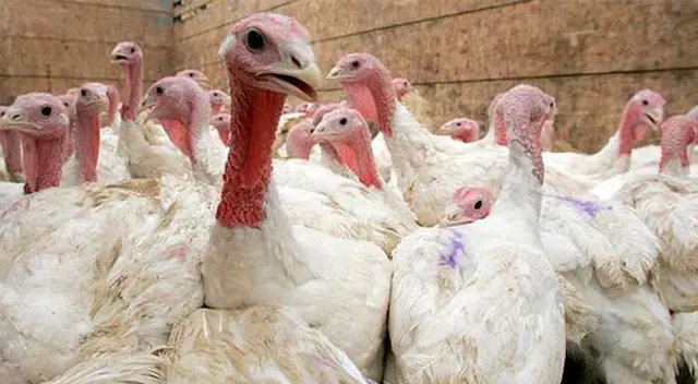 Gobierno prohíbe las ferias avícolas por gripe aviar.