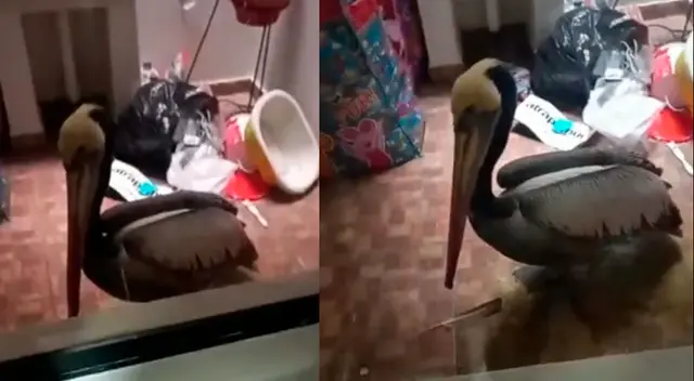 Pelícano moribundo cae a vivienda en Surquillo.
