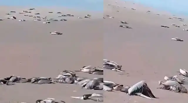 Reportan miles de aves marinas por la gripe aviar Reportan miles de aves marinas por la gripe aviar