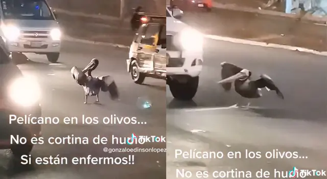 Pelícano fue visto moribundo en la Panamericana Norte.