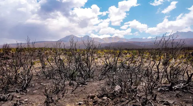 Con bosque de Queñuales se podrá reforestar el volcán Guardian "Pichu Pichu" Con bosque de Queñuales se podrá reforestar el volcán Guardian "Pichu Pichu"