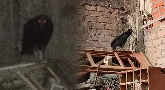 Gallinazo ingresa a un hogar en Comas y genera pánico por la gripe aviar. Gallinazo ingresa a un hogar en Comas y genera pánico por la gripe aviar.