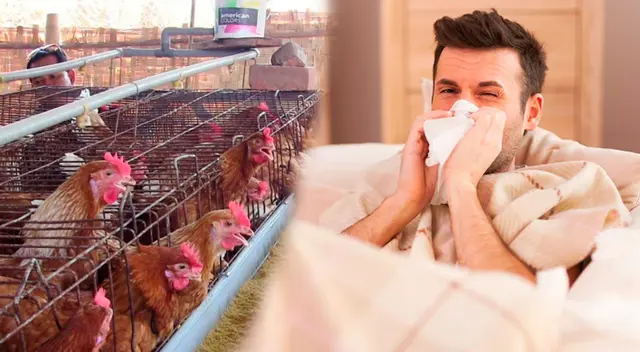 Conoce todo los detalles sobre la Gripe Aviar.