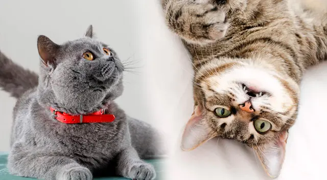 Conoce por qué los gatos gritan cuando se aparean. Conoce por qué los gatos gritan cuando se aparean.