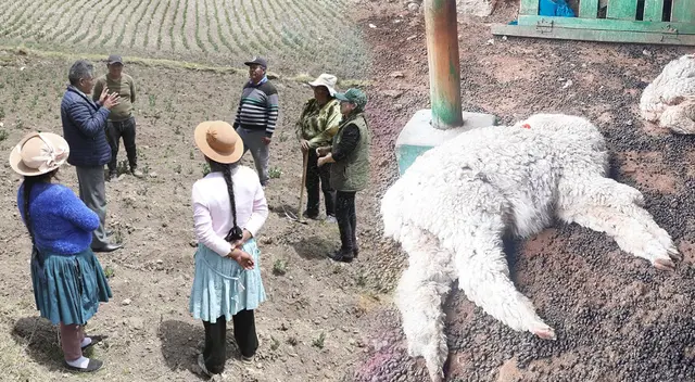 Animales y agricultura en riegos por sequía en Ayacucho, Junín, al igual que Huancavelica. Animales y agricultura en riegos por sequía en Ayacucho, Junín, al igual que Huancavelica.