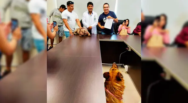 Crearán hospital veterinario público en el Perú y su ubicación será en Comas.