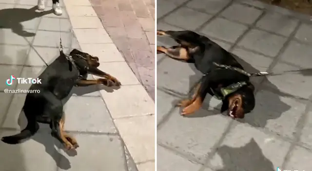 Perro hace de las suyas para no volver a casa. Perro hace de las suyas para no volver a casa.