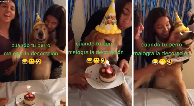 Perro malogra la decoración de su cumpleaños.