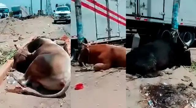 Toros y vacas agonizan de hambre y sed