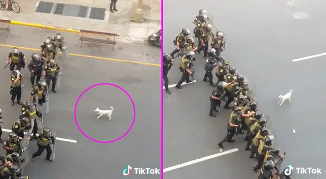 El perrito corrió en dirección a los policías y les empezó a ladrar.