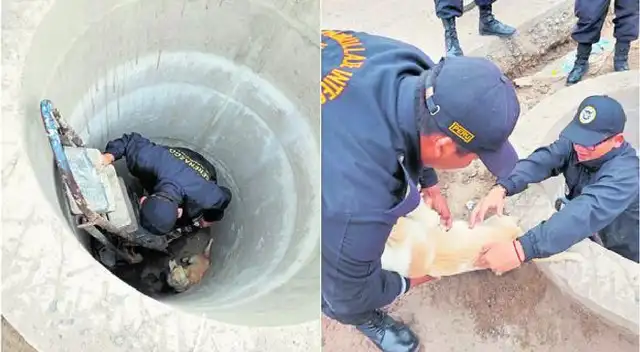 Perrito rescatado por agentes de seguridad