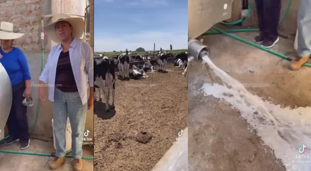 Ganaderos lecheros arremeten contra manifestantes Ganaderos lecheros arremeten contra manifestantes