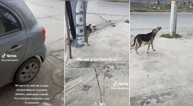 El perrito reaccionó de una singular manera al encontrarse con su dueño en plena calle y es viral en TikTok.