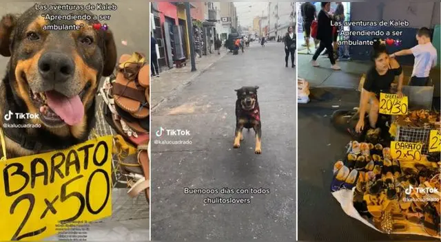 Chulito es un perrito con cáncer que ayuda a su dueña a vender sandalias en el Centro de Lima y se hizo viral en TikTok. Chulito es un perrito con cáncer que ayuda a su dueña a vender sandalias en el Centro de Lima y se hizo viral en TikTok.