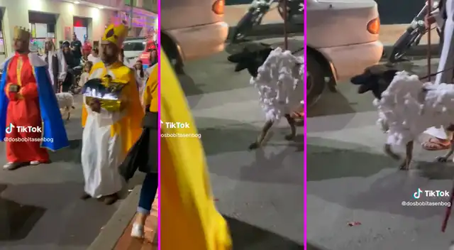 El perrito salió a pasear con su disfraz de oveja. El perrito salió a pasear con su disfraz de oveja.