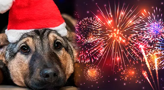 Conoce cómo cuidar a tus mascotas de los fuegos artificiales en estas fiestas.