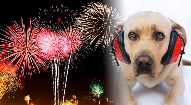 'Canlist' , un playlist de Spotify que te ayudará a aliviar el estres de tu mascota producido por la pirotecnia 'Canlist' , un playlist de Spotify que te ayudará a aliviar el estres de tu mascota producido por la pirotecnia