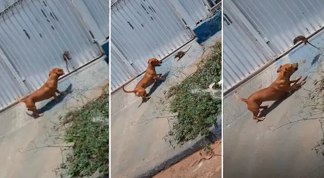 Perro y rata se agarran a mordiscos en la calle. Perro y rata se agarran a mordiscos en la calle.