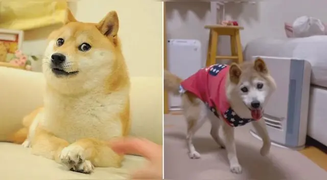 Kabosu se hizo famoso luego de que se difundiera su foto como un meme en 2013. Kabosu se hizo famoso luego de que se difundiera su foto como un meme en 2013.