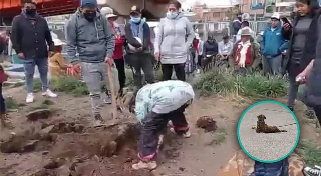 Perro pierde la vida tras caer de un Baypass en el centro de Juliaca.
