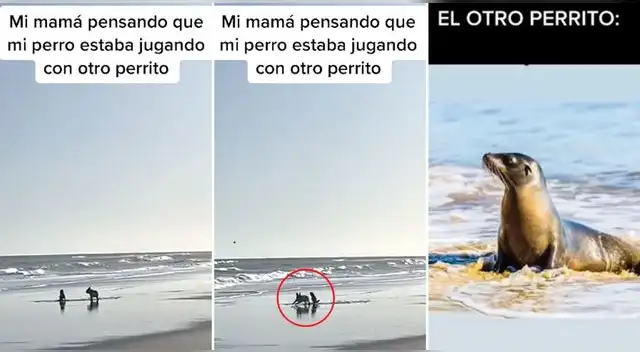 Una foca bebé y un perrito juegan en orillas del mar, pero dueña lo confunde con otro can.