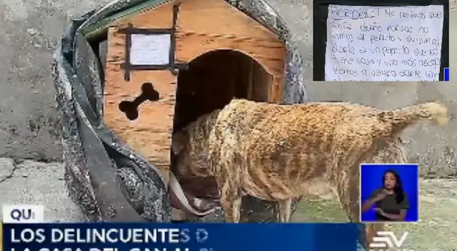 El can ahora recibe donaciones para que no este descuidado. El can ahora recibe donaciones para que no este descuidado.