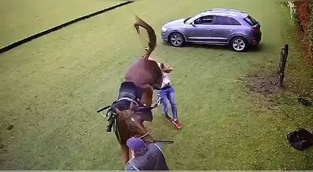 El hombre de 37 años le pegó al animal y este reaccionó causándole la muerte en Chile.