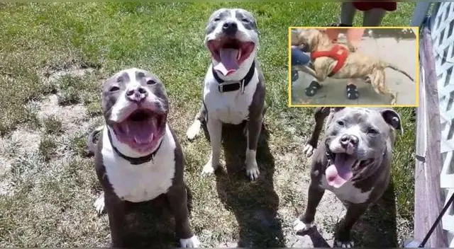 El ataque de los perros pitbull generó que el menor este en emergencias desde el 6 de enero en Estados Unidos.