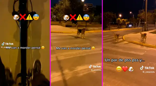 El joven pensó que los perritos iban a atacarlo.