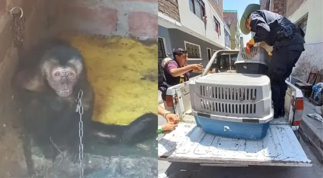 Mono machín negro fue rescatado esta noche Mono machín negro fue rescatado esta noche